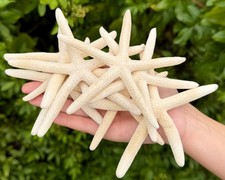 10 Pack LARGE 4-6" White Finger Starfish Natural Sea Star Coastal Beach Wedding