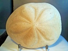 SKELETT (TEST) SEEIGEL CLYPEASTER ROSCEUS. Stachelhäuter Echiniden. FLORIDA USA 