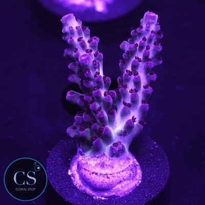 CS POTO Fairy Bread Acro - WYSIWYG Live Coral