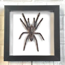 Java Earth Tiger Tarantula Spider (Selenocosmia javanensis) Box Frame Display