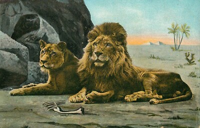 Postcard Lion Bones Carcass Egypt Pyramids Klio Germany Made Unposted
