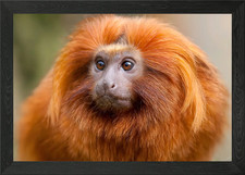 Golden Lion Tamarin Framed Wall Art Poster Canvas Print Picture