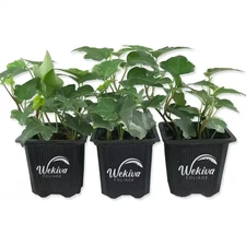 Variegated English Ivy-3 Live Plants in 3 In. Pots-Hedera Helix-Beautiful Easy C