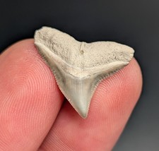 Quality Tan Bull Shark Tooth bV Florida Megalodon Era