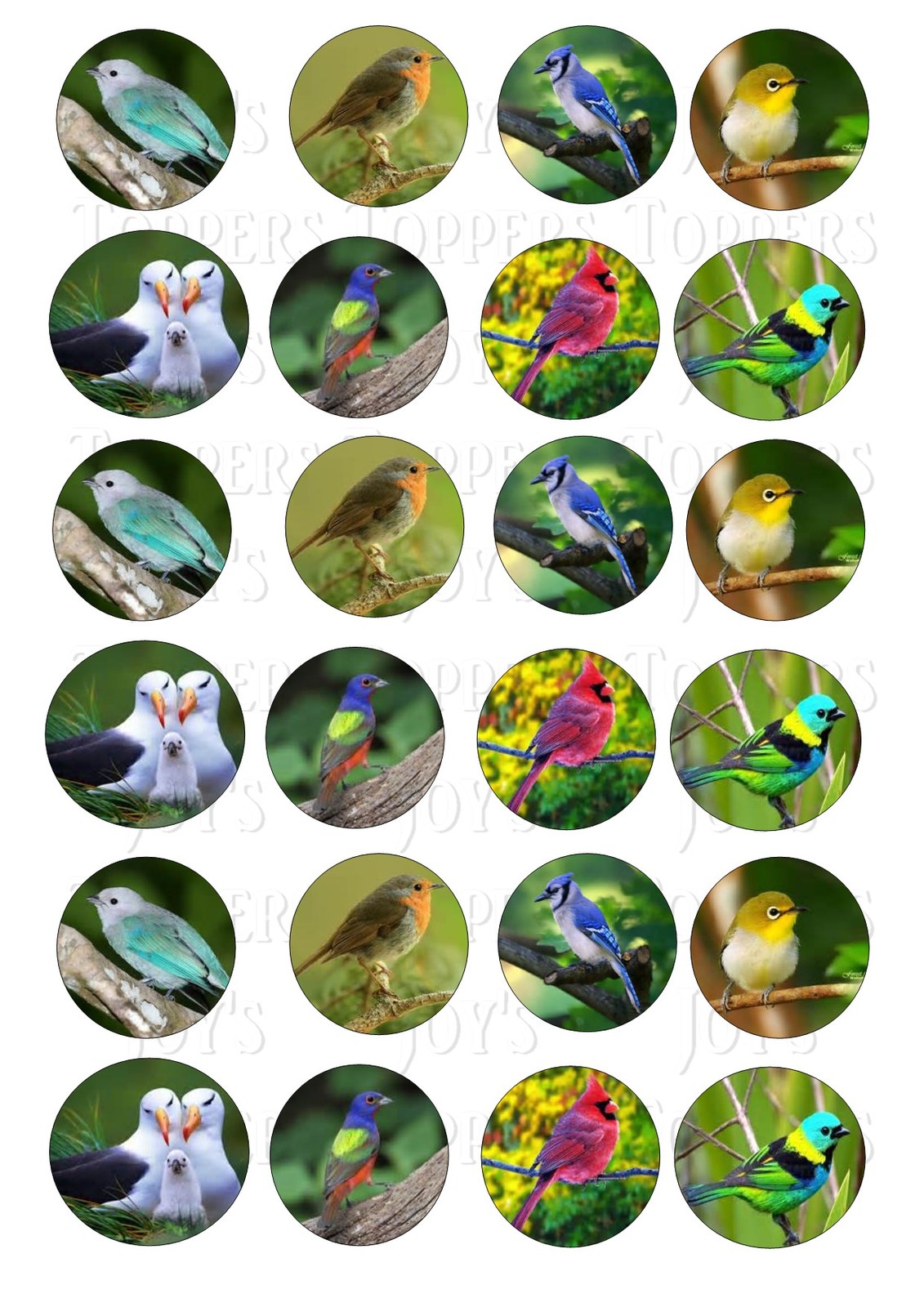 24 BIRD BIRDS CUPCAKE TOPPER WAFER RICE EDIBLE FAIRY CAKE BUN TOPPERS