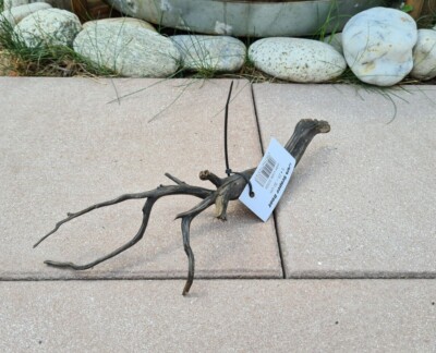 Sera Scaper Root S Wurzel 30x11x7cm Holz für Welse Garnelen Fische Aquarium