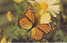 Monarch Butterfly-MONTEREY, California