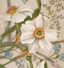 Victorian Card Lovely Lilly Flowers