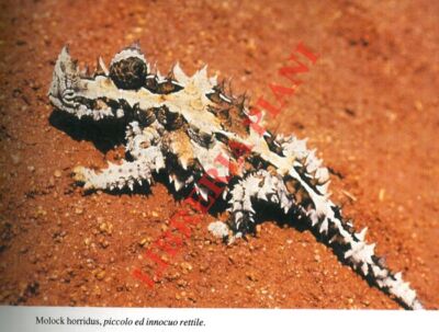 BORTOLOTTI Giovanna - L'oro del Nord: commerci e diffusione dell'ambra nell'ant