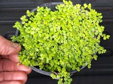 Baby Tears Clump taken from a 13cm round pot Pond Bog Plant