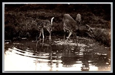RPPC Maine  A Deer and 2 Fawns In Maine