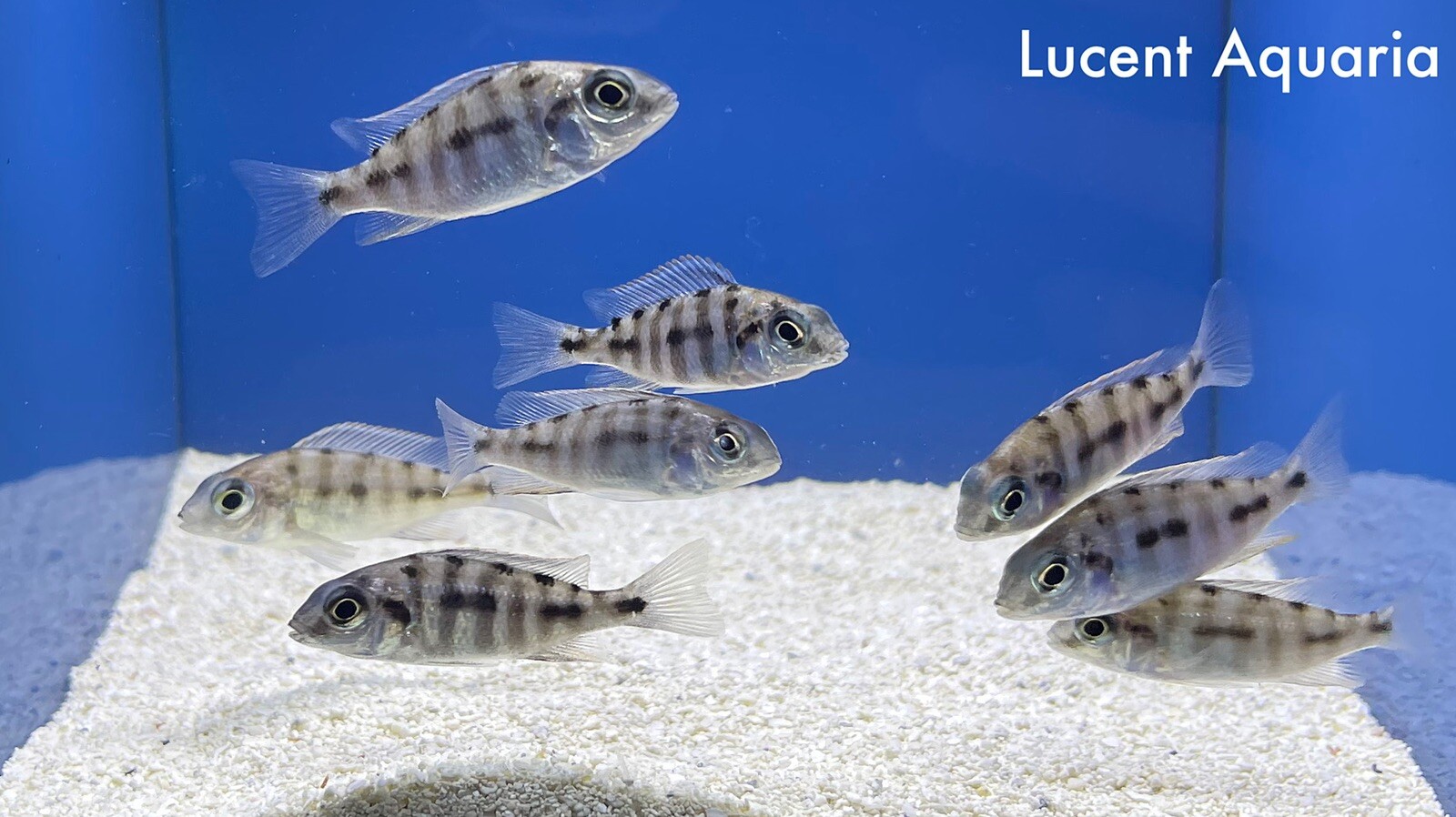 (Lot Of 8) 12” Juvenile Taiwan Reef Hap African Cichlid eBay