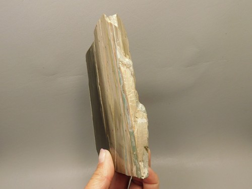 Petrified Wood Woodworthia Polished Piece Arizona #O100 - Picture 5 of 8