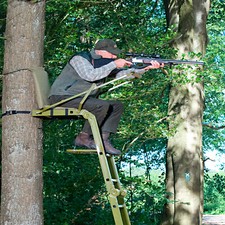 Baumsitz Waschb&auml;r