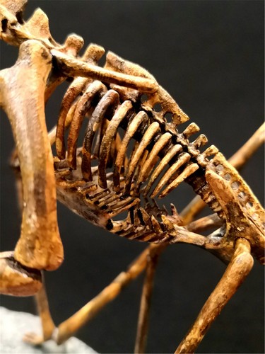 1/10 Modelo Esqueleto Pterosaurio Dinosaurio Animal Decoración Juguetes de Coleccionista - Imagen 4 de 10