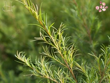 Alteya Organic Tea Tree Oil 5ml–100ml – Antiseptic, Cleansing, Therapeutic Oil