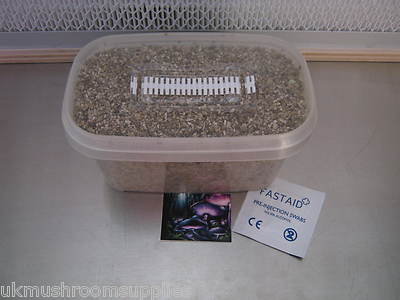 3x Magic farm's oyster mushroom substrate grow pot (500ml/breathable ...