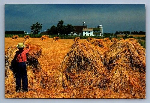 Postcard Vintage Amish Wheat Harvest Farming Family Primitive Culture 4 x 6