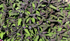 Feuilles séchées de SAUGE Salvia officinalis Purpurea,produits de mon jardin bio