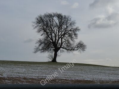 Foto 6x4 Lone tree Kineton\/SP0926 This is the same tree fotografiert von c2010