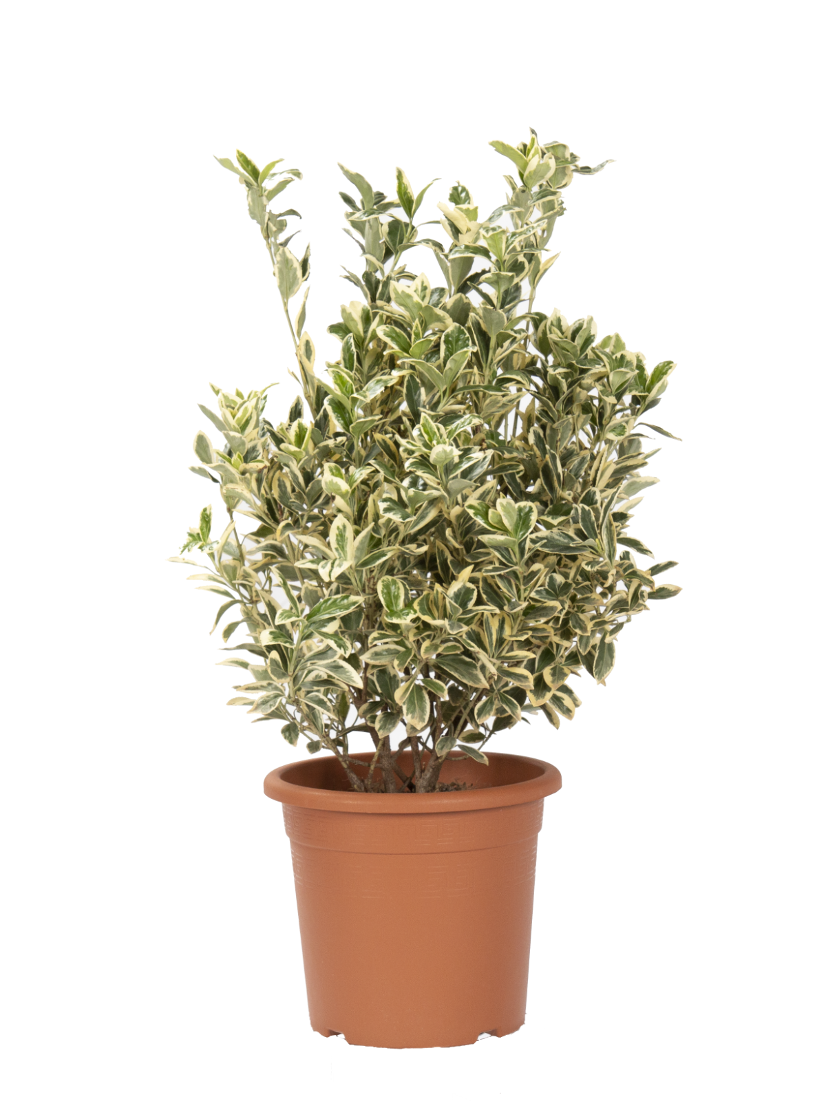 Euonymus Japonicus Bravo - Evonimo - Piante da Esterno da Siepe - KENTIS