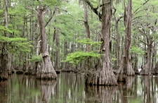 Southern Bald Swamp Cypress Tree Seeds Taxodium distichum Fast Fall Colors Hardy