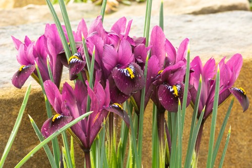 10x Iris Reticulata PAULINE Spring Flowering Bulbs Garden Dwarf Perennial Flower - Picture 4 of 8