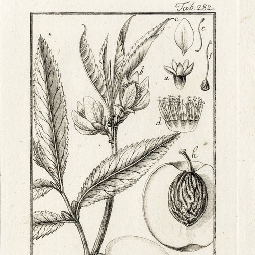 Scarce 1796 ZORN ICONES PLANTARUM Botanical Engraving Pl. 282 AMYGDALUS (PEACH) - Picture 4 of 7