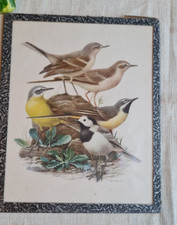 ANCIENNE PETITE LITHO SOUS VERRE DESSIN OISEAUX