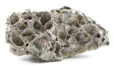 Fossil Tyrannosaurus Rex T Rex Small Trabecular pc. South Dakota SD COA 5050