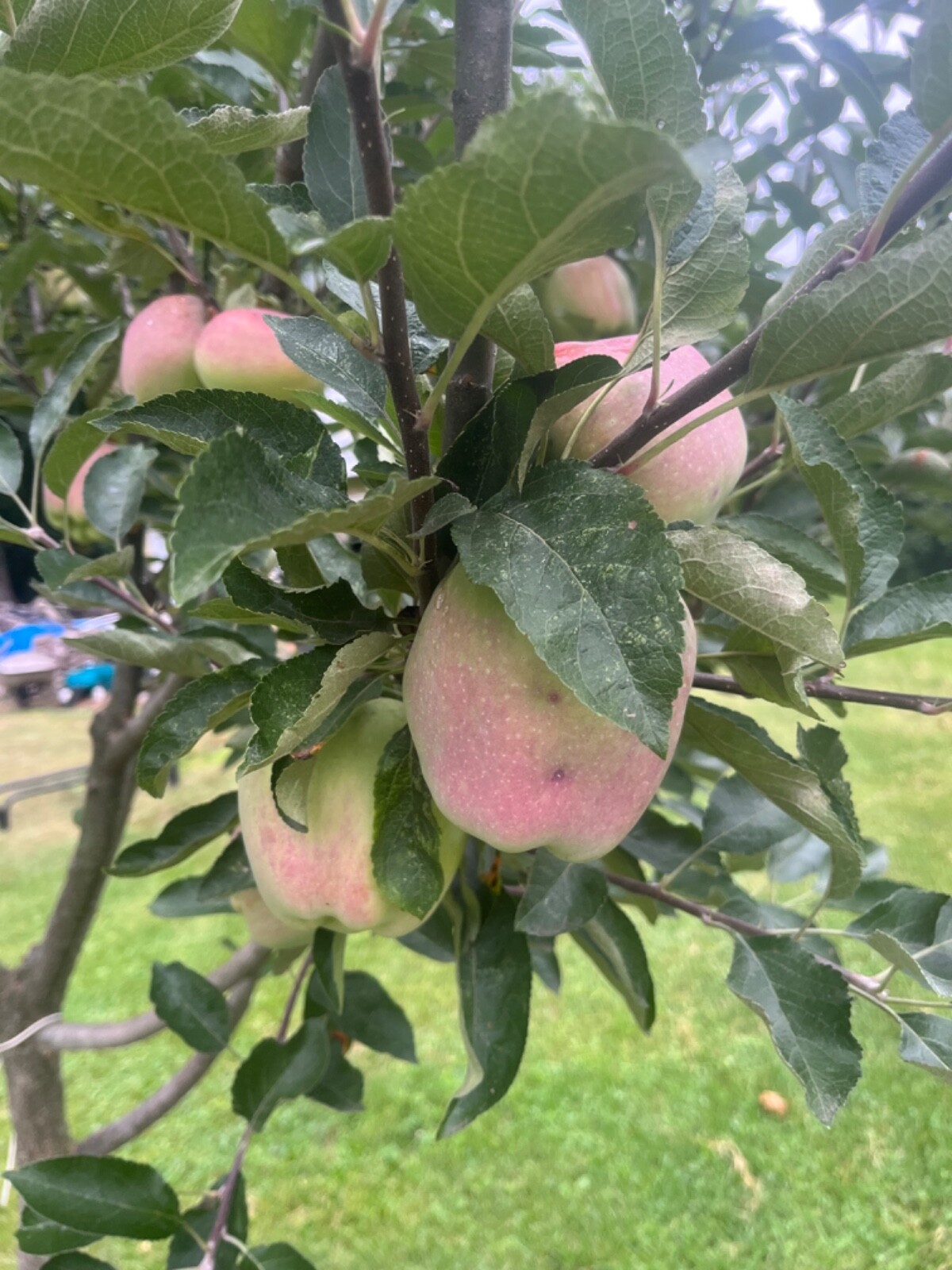 Three orleans antique apple tree cuttings scions for rooting or