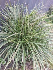Japanese Sage Grass Plant Garden Plug Garden Plant decorative plant 4x Carex 