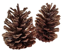 9 Large Pine Cones 6"-7" long