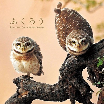 owl