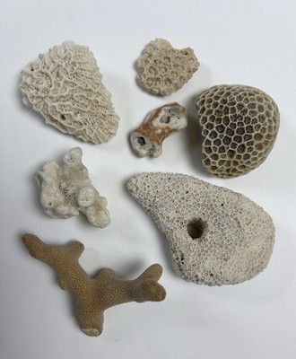 Lot Of 7 Different Varieties Of Natural Coral   From Pacific South East Asia