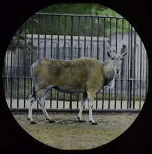 ANTIQUE Magic Lantern Slide ELAND OR CAMEA LONDON ZOO C1888 VICTORIAN PHOTO