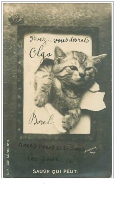 Cats.No. 1791.SAVE Who Can.Kitten Rimbalzato