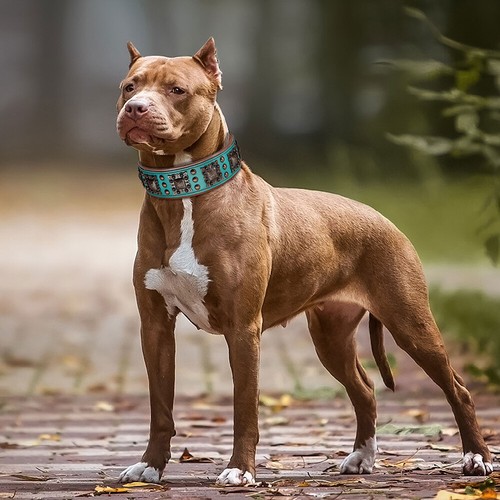 Genuine Leather Studded Wide Dog Collar Heavy Duty Adjustable Rottweiler PITBULL - Picture 11 of 21
