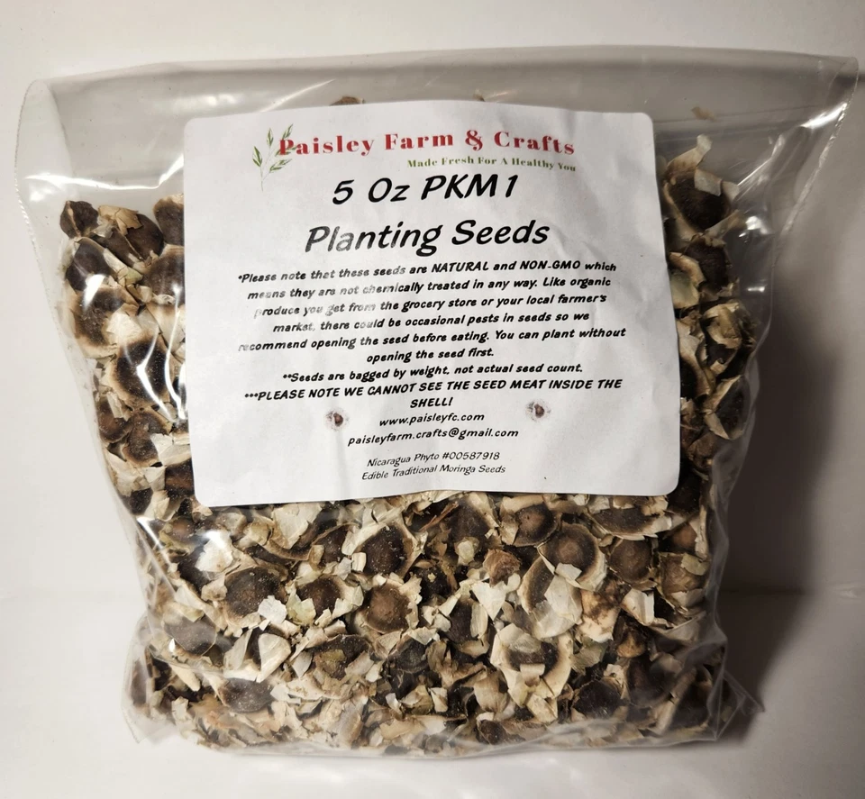 Moringa Oleifera PKM1 Seeds - US Customs Cleared - All Natural! - Image 3 of 4