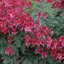 25 Fire Island Bleeding Heart Seeds Dicentra Spectabilis Shade Flower Garden 687
