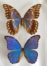 MORPHO GODARTII TINGOMARIENSIS*****pair Nr. 1 ****PERU