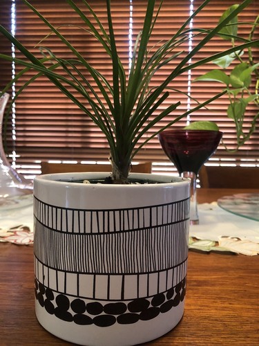Pony Tail Miska: A Bonsai In A Attractive Pot - Picture 2 of 4