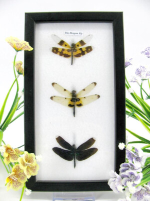 3 Real Beautiful Exotic Taxidermic Dragonflies in a Display Case - Mural 20
