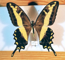 Papilio andraemon,M,Papilionidae