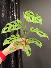 Monstera Adansonii Laniata Mottled Variegated, Excat Plant, US Seller