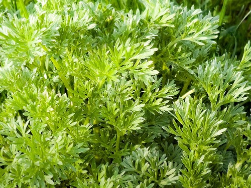 1000 SWEET WORMWOOD Artemisia Annua Sweet Annie Mugwort Sagewort Herb Seeds - Picture 8 of 9