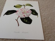 Camellia Ridolphu   9 X 12 Inches