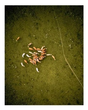 Pastoral Aerial View Wall Art Poster - Tranquil Landscape Scene