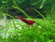 10 2 Bloody Mary Freshwater Neocaridina Aquarium Shrimp FREE SHIPPING