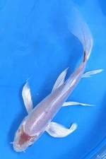 4-6” Kohaku Butterfly Live Koi Fish #229 Wow This One Is A Stunner!